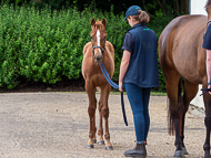 KS300622-77 - Cupboard Love's foal by Territories